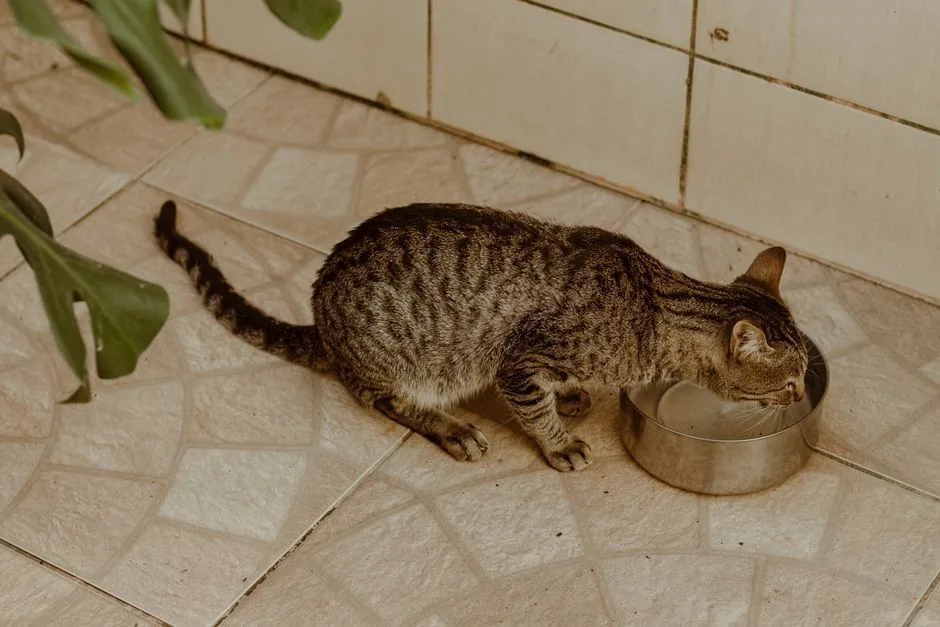 집 안의 물그릇 곁에 있는 고양이