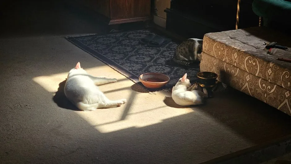 A quiet living room with three cats resting near two generic bowls beside a patterned sofa; two white cats are in a sunlit area and a tabby cat is on a rug in the background.