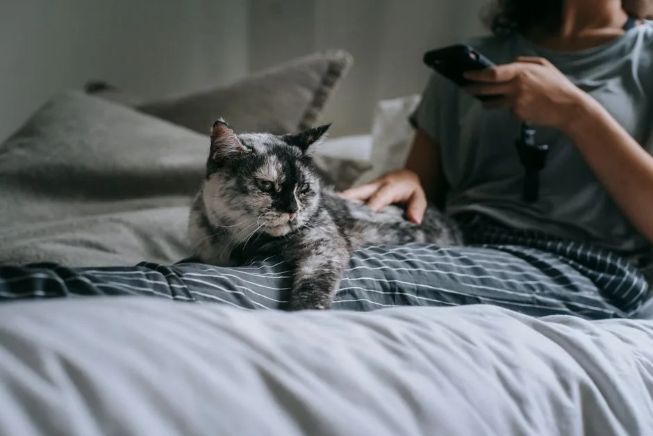 A person sits on a bed holding a smartphone and petting a gray cat; no desk is visible.
