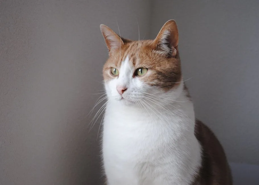 A ginger-and-white cat sitting indoors against a plain gray wall. No person or household supplies are visible.